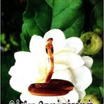 Nagapadai நாகபடை
